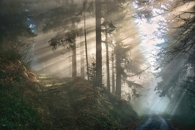 Mystical Bushes
