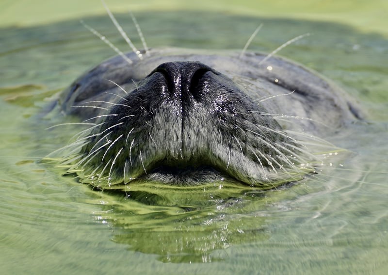 Water Sanctuaries