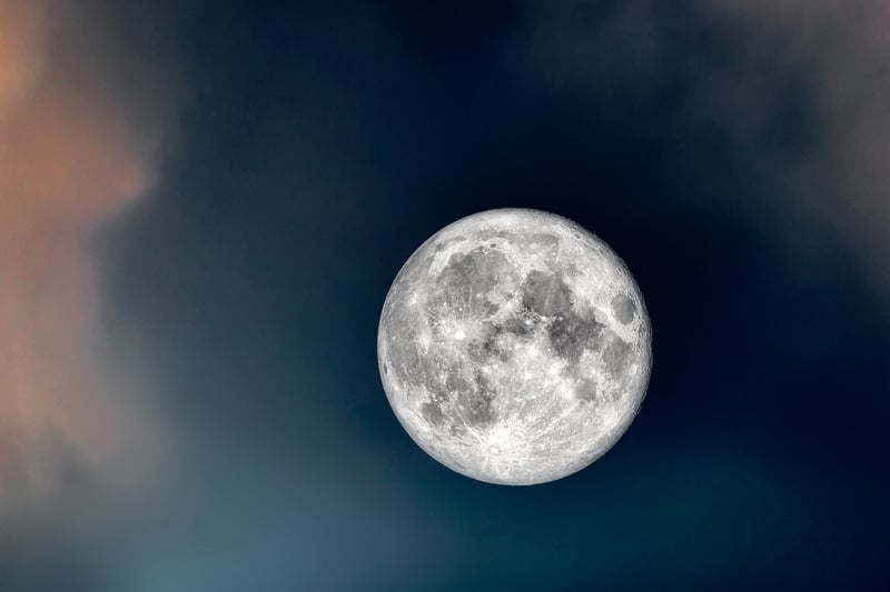 Moonlight Glow Bush