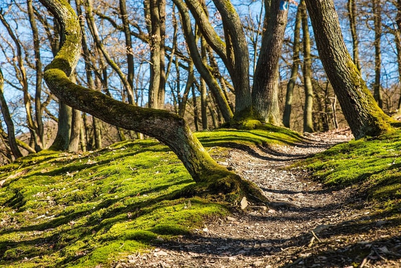 Mystic Walkway