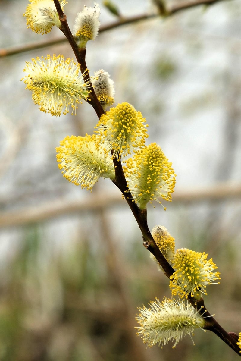 Whispering Willow Bush